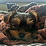 puppy, dog, blanket, cozy, fur, cute, pet, animal, snuggling, brown, ears, face, adorable, resting, soft, closeup, indoor, comfort, sleepy, warm
