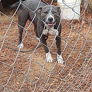 Roxie is registered to the contest to win money with this photo: dog, chain_link_fence, outdoor, smiling, gray_dog, white_paws, dog_house, bucket, dry_leaves, pine_needles, enclosure, pet, animal, happy_dog, chain, ground, fence, daylight, canine, nature