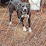 dog, chain_link_fence, outdoor, smiling, gray_dog, white_paws, dog_house, bucket, dry_leaves, pine_needles, enclosure, pet, animal, happy_dog, chain, ground, fence, daylight, canine, nature