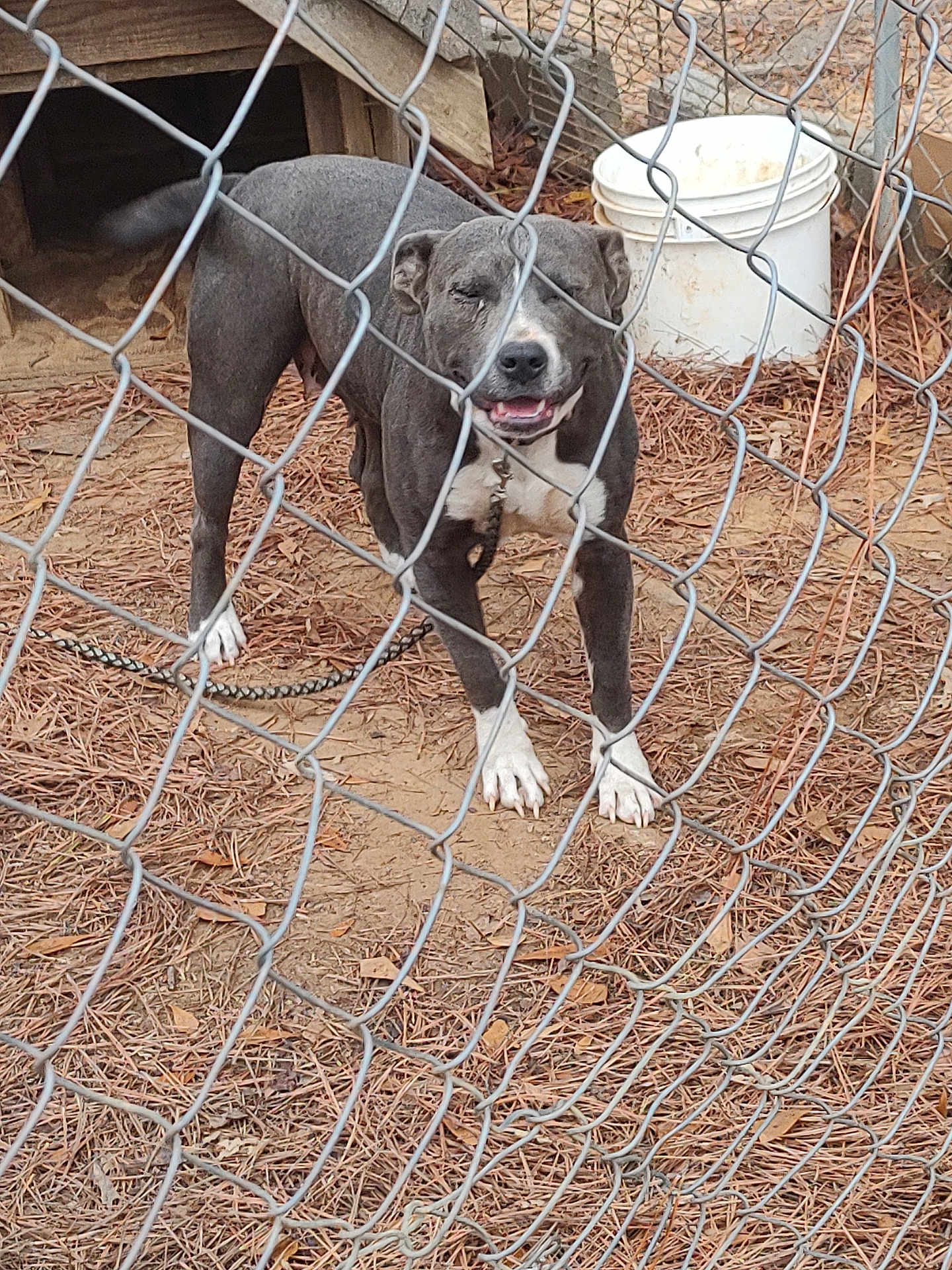 Roxie is registered to the contest to win money with this photo: dog, chain_link_fence, outdoor, smiling, gray_dog, white_paws, dog_house, bucket, dry_leaves, pine_needles, enclosure, pet, animal, happy_dog, chain, ground, fence, daylight, canine, nature