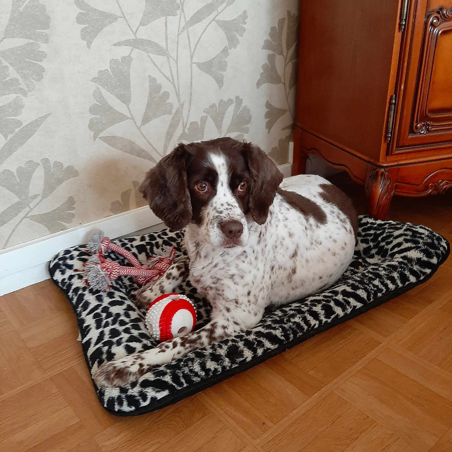 Iris a rejoint le concours — aidez-le/la à gagner de superbes lots ! animal, ball, bed, brown_and_white, companion, cozy, cute, dog, domestic, furniture, indoor, laying_down, leopard_print, pet, relaxing, rope_toy, spotted, toy, wallpaper, wooden_floor