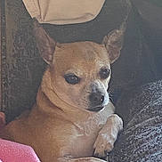 Lulu joined the competition — help win amazing prizes! dog, small_dog, tan_dog, pet, animal, ears, blanket, cozy, resting, indoor, fur, paw, cute, relaxed, companion, canine, home, comfort, portrait, laying_down