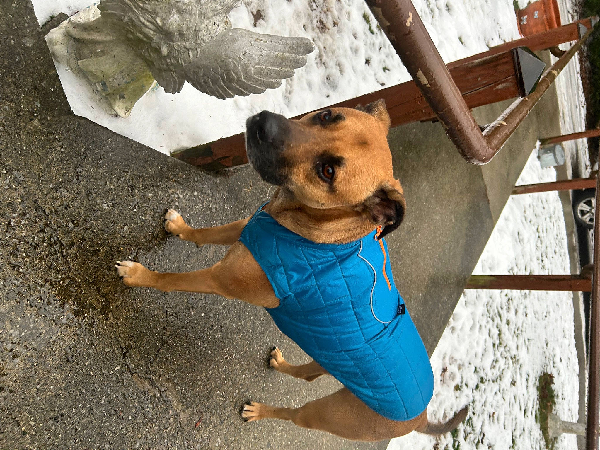 Mordecai joined the competition — help win amazing prizes! canidae, carnivore, collar, companion_dog, dog, dog_breed, dog_clothes, dog_collar, dog_supply, fawn, fun, fur, non_sporting_group, pet_supply, road_surface, shadow, snout, sporting_group, wood, working_animal