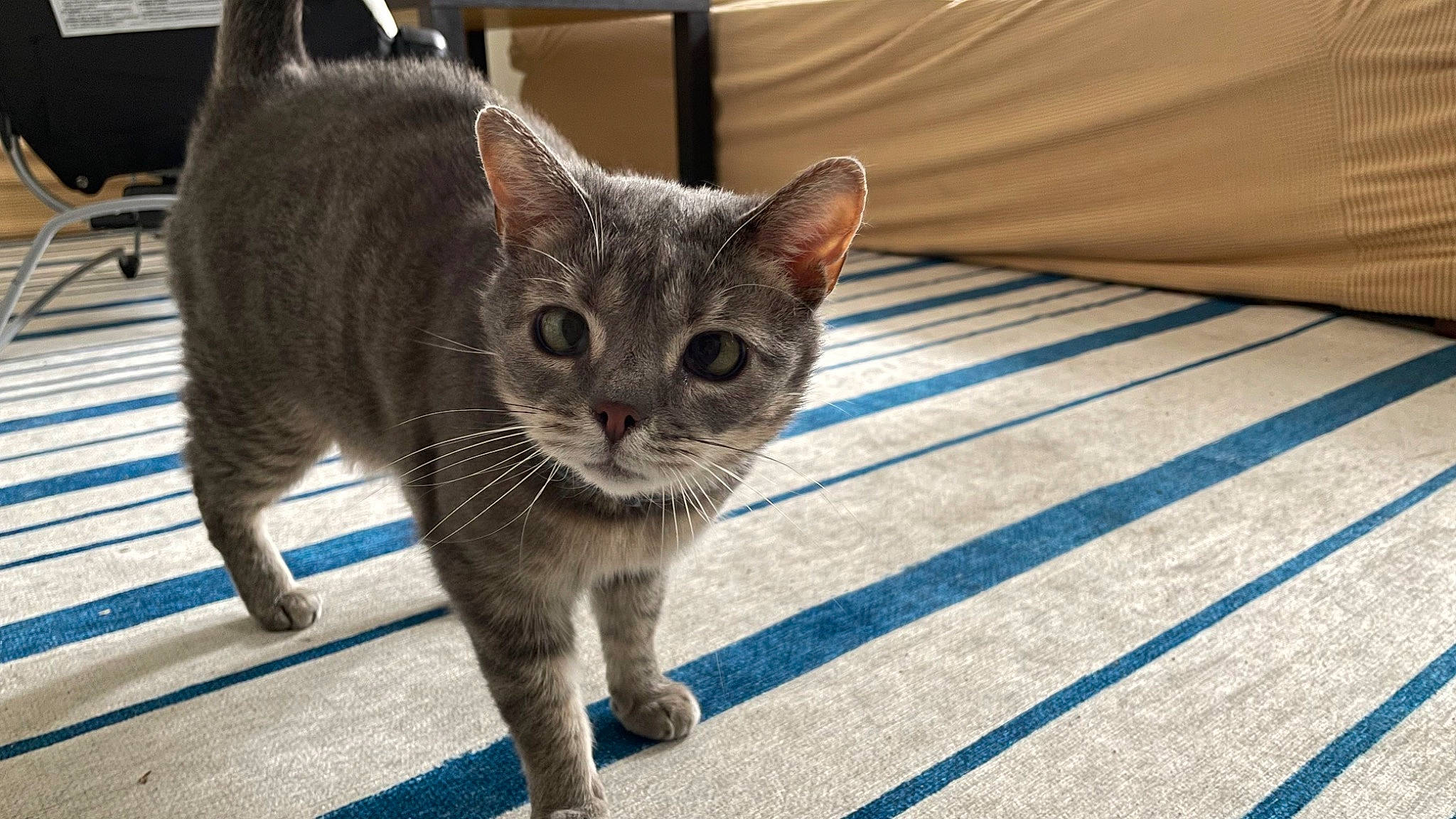 Sofia The Baby Kitty joined the competition — help win amazing prizes! blue, carnivore, cat, claw, domestic_short_haired_cat, felidae, fur, grey, paw, sitting, small_to_medium_sized_cats, snout, tail, terrestrial_animal, whiskers, wildlife