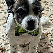 Holly joined the competition — help win amazing prizes! dog, bow_tie, pet, animal, carpet, indoor, small_dog, cute, portrait, looking_up, floral_pattern, fur, ears, paws, white, brown, black, domestic_animal, adorable, companion
