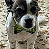 dog, bow_tie, pet, animal, carpet, indoor, small_dog, cute, portrait, looking_up, floral_pattern, fur, ears, paws, white, brown, black, domestic_animal, adorable, companion