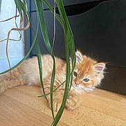 Charlie a rejoint le concours — aidez-le/la à gagner de superbes lots ! kitten, cat, orange_cat, fur, pet, animal, floor, wooden_floor, green_plant, leaves, indoor, curious, cute, small, young, feline, resting, domestic_cat, houseplant, furniture