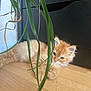 kitten, cat, orange_cat, fur, pet, animal, floor, wooden_floor, green_plant, leaves, indoor, curious, cute, small, young, feline, resting, domestic_cat, houseplant, furniture