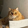 Charlie a rejoint le concours — aidez-le/la à gagner de superbes lots ! cat, orange_cat, fluffy, pet, animal, feline, whiskers, ears, eyes, nose, paw, cat_tree, indoor, portrait, cute, relaxed, looking, soft, fur, sitting