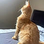 cat, orange_cat, fluffy, sitting, bed, indoor, window_light, feline, pet, fur, cozy, side_view, domestic_animal, whiskers, tail, relaxed, soft_light, bedroom, animal, cute