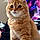 Charlie