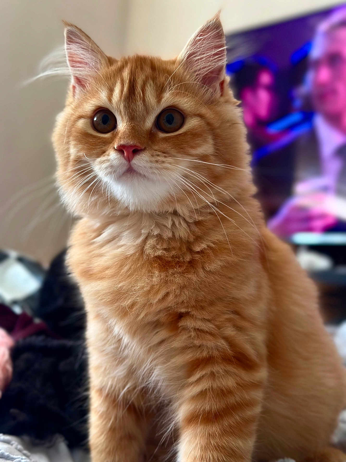 Charlie a rejoint le concours — aidez-le/la à gagner de superbes lots ! cat, orange_tabby, fluffy, indoor, pet, animal, fur, whiskers, ears, eyes, closeup, portrait, curious, domestic_cat, cute, mammal, feline, sitting, background, television