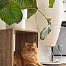 Charlie a rejoint le concours — aidez-le/la à gagner de superbes lots ! cat, orange_cat, fluffy_cat, wooden_cube, wooden_floor, houseplant, green_leaves, indoor, lamp, white_lamp, cozy, relaxed, furniture, pet, home_decor, natural_light, calm, domestic, cute, animal