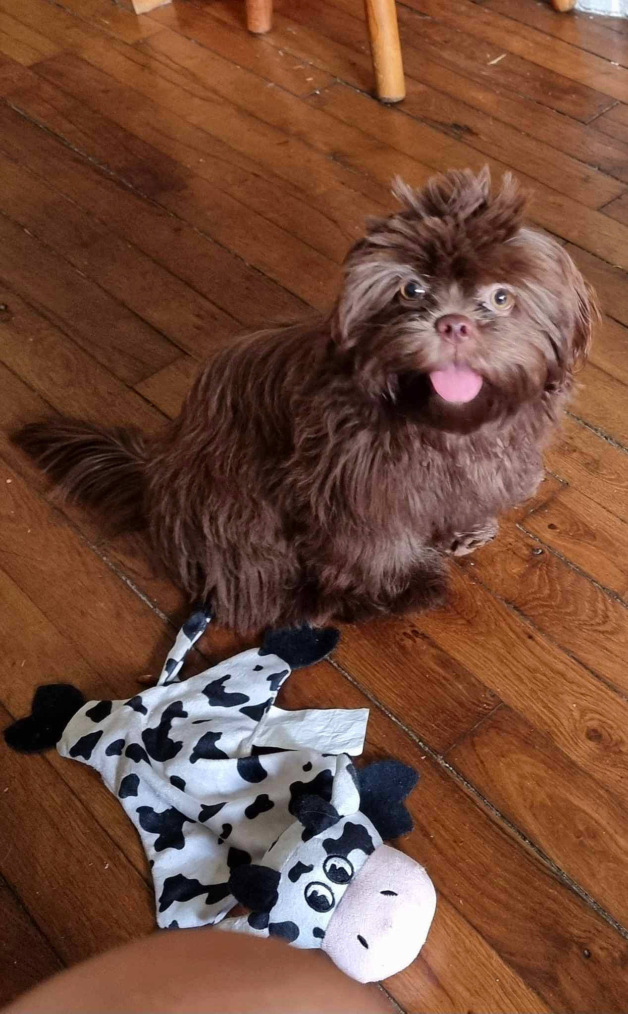 Twixy participe au concours pour gagner de l'argent avec cette photo : canidae, carnivore, companion_dog, dog, dog_breed, dog_supply, flooring, fur, hardwood, laminate_flooring, liver, plank, small_terrier, sporting_group, toy_dog, whiskers, wood, wood_flooring, wood_stain, working_animal