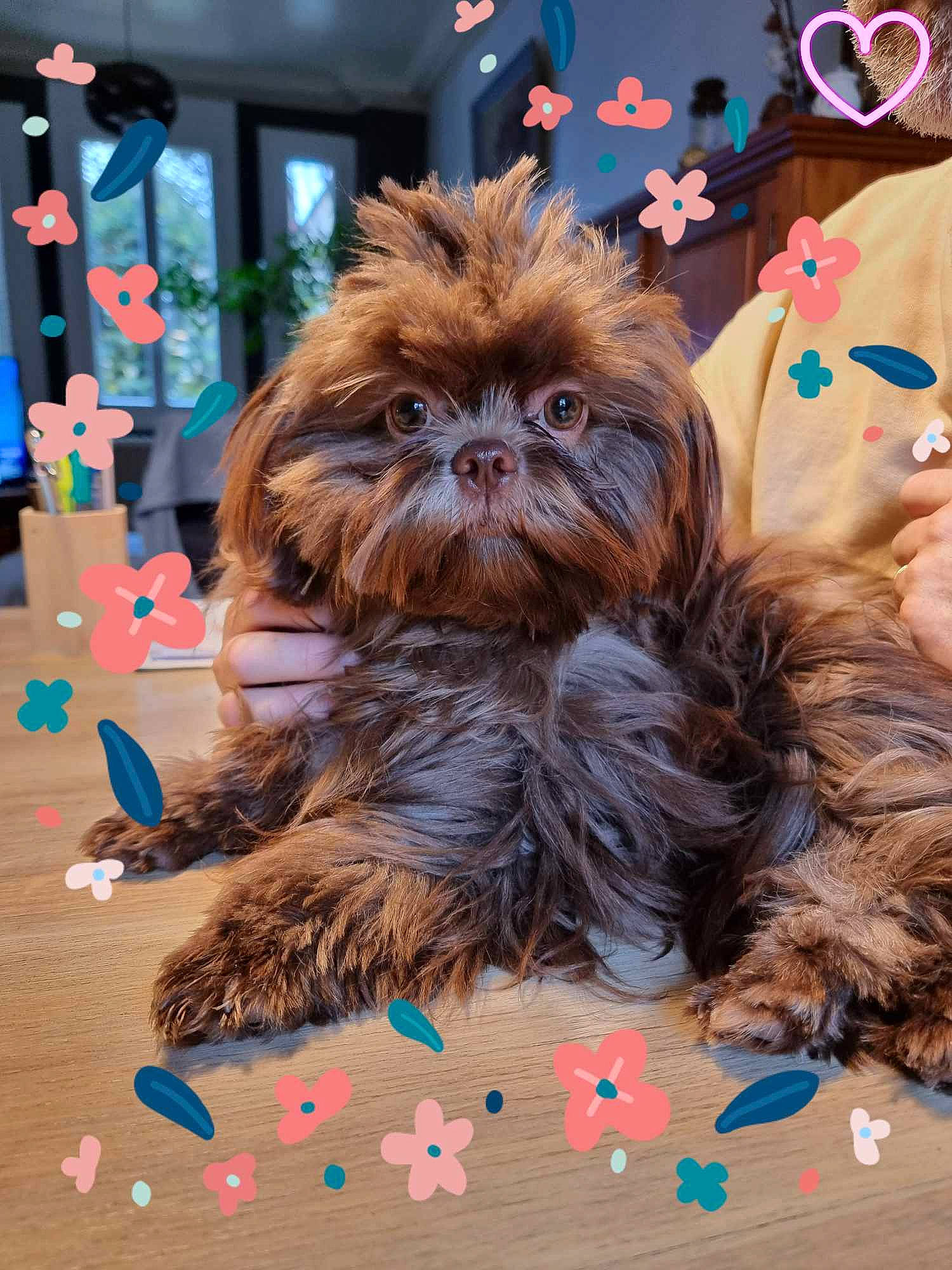 Twixy participe au concours pour gagner de l'argent avec cette photo : carnivore, companion_dog, dog, dog_breed, event, fashion_accessory, fawn, flooring, fur, liver, natural_material, organism, shih_tzu, snout, terrestrial_animal, toy_dog, wood, working_animal