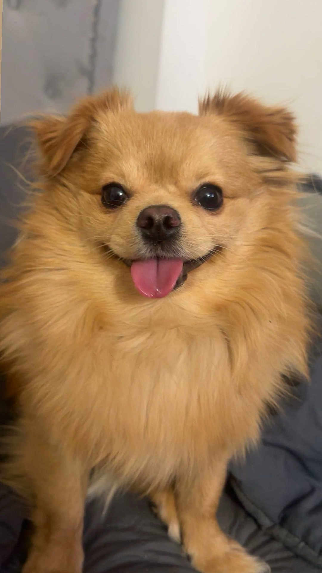 Mochi joined the competition — help win amazing prizes! dog, fluffy, golden, tongue_out, smiling, pet, cute, indoor, close_up, fur, animal, canine, happy, companion, friendly, domestic, portrait, sitting, black_nose, bright_eyes