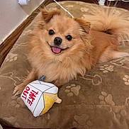 Mochi joined the competition — help win amazing prizes! dog, toy, bed, paw_print, floor, wooden_floor, indoor, christmas_tree, decorations, happy, pet, fluffy, brown_dog, smiling, canine, plush_toy, cozy, cute, home, holiday