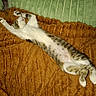 Chouquette participe au concours pour gagner de l'argent avec cette photo : cat, stretching, blanket, pillow, orange, green, indoor, pet, feline, relaxed, sleeping, fur, striped, cozy, comfort, home, animal, resting, couch, tabby
