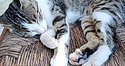 Chouquette a rejoint le concours — aidez-le/la à gagner de superbes lots ! cat, sleeping, tabby, chair, woven_chair, wooden_chair, resting, pet, animal, fur, paw, outdoor, stone_wall, relaxing, cozy, sunlight, peaceful, domestic_cat, cute, quiet