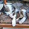 cat, sleeping, tabby, chair, woven_chair, wooden_chair, resting, pet, animal, fur, paw, outdoor, stone_wall, relaxing, cozy, sunlight, peaceful, domestic_cat, cute, quiet