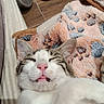 Chouquette a rejoint le concours — aidez-le/la à gagner de superbes lots ! cat, sleepy, blanket, soft, patterned, pink_nose, tongue_out, ears, fur, indoor, floor, slippers, cozy, relaxed, animal, pet, closeup, resting, home, cute
