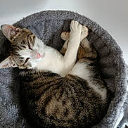 Chouquette participe au concours pour gagner de l'argent avec cette photo : cat, tabby_cat, pet, sleeping, cozy, bed, furry, relaxed, indoor, floor, wooden_floor, pink_socks, polka_dots, cute, animal, domestic_cat, fur, resting, round_bed, soft