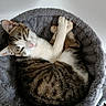 cat, tabby_cat, pet, sleeping, cozy, bed, furry, relaxed, indoor, floor, wooden_floor, pink_socks, polka_dots, cute, animal, domestic_cat, fur, resting, round_bed, soft