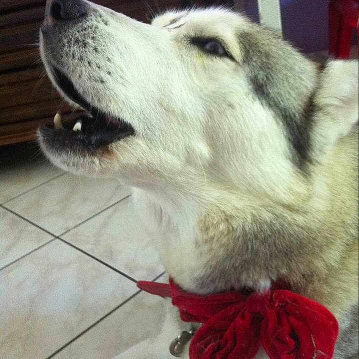 Pitak participe au concours pour gagner de l'argent avec cette photo :