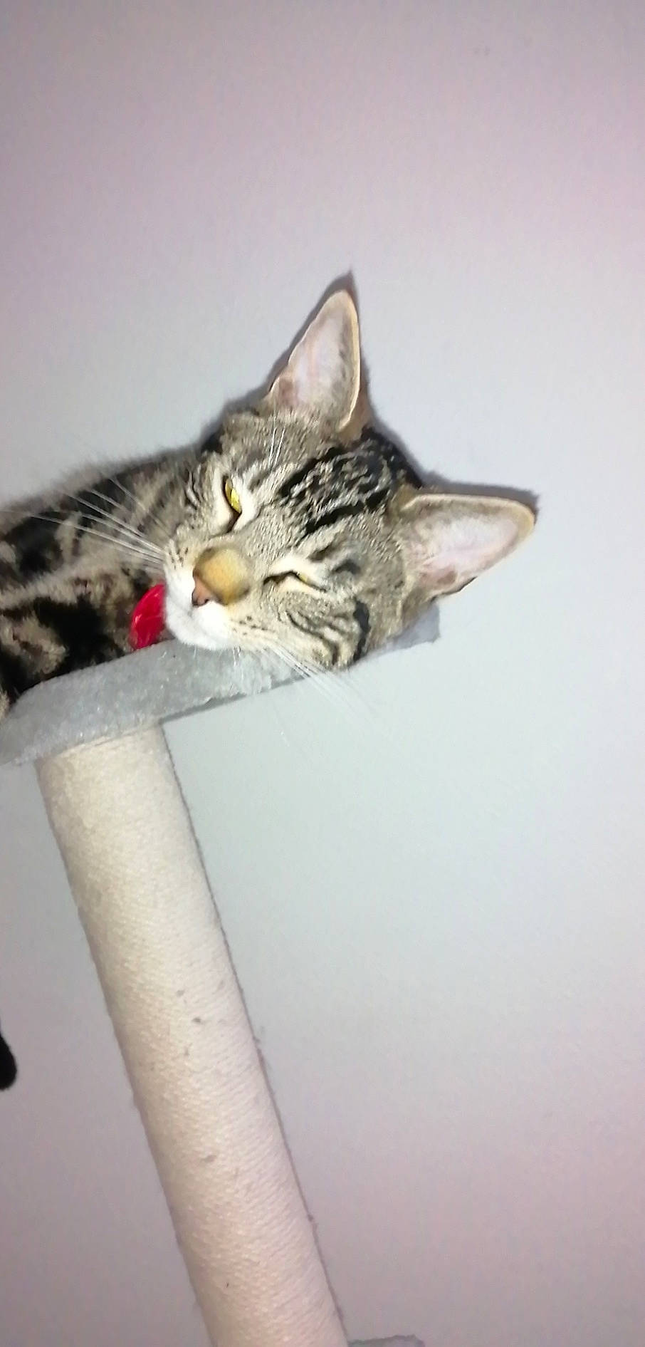 Simba a rejoint le concours — aidez-le/la à gagner de superbes lots ! aegean_cat, american_shorthair, american_wirehair, asian, australian_mist, bengal, california_spangled, carnivore, cat, domestic_short_haired_cat, dragon_li, european_shorthair, felidae, kitten, mammal, ocicat, pixie_bob, small_to_medium_sized_cats, tabby_cat, whiskers