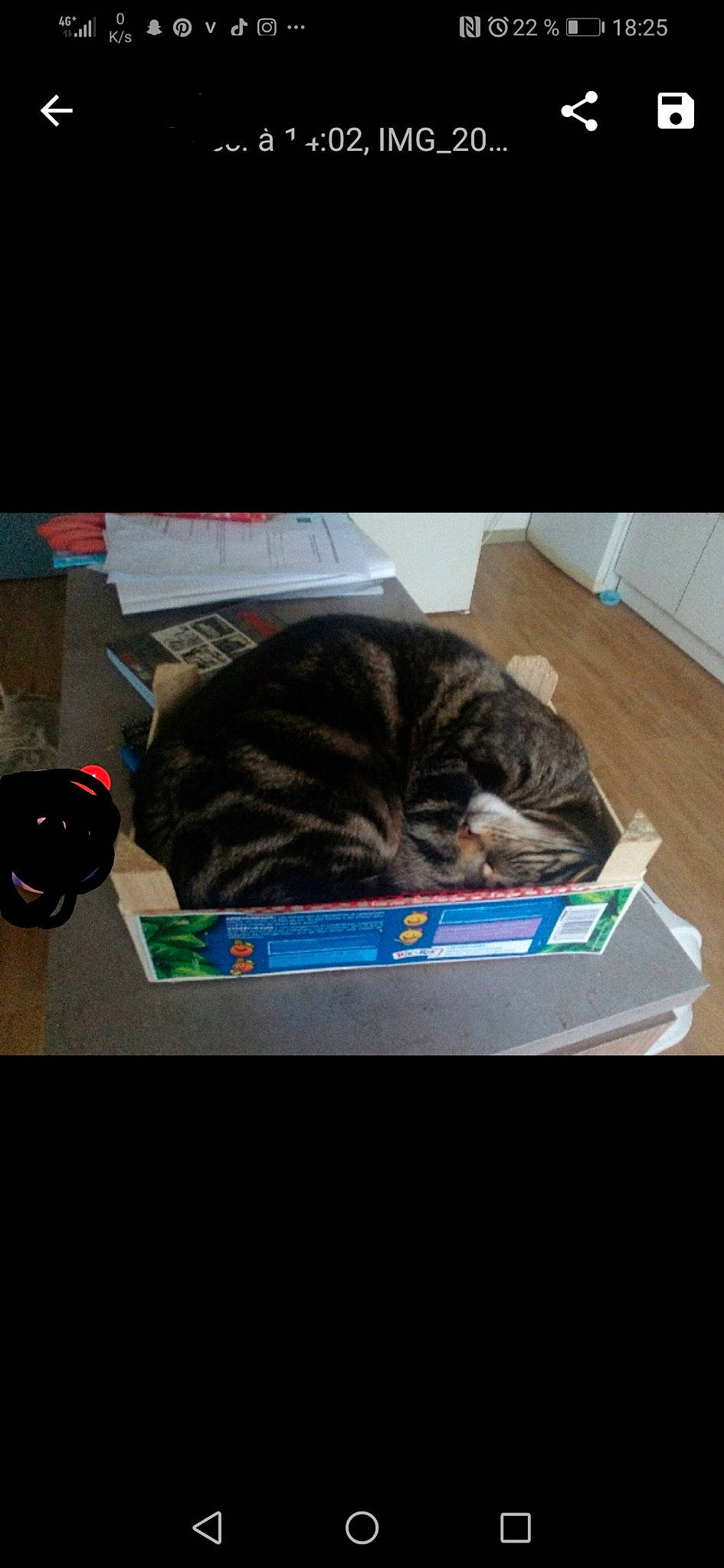 Simba participe au concours pour gagner de l'argent avec cette photo : carnivore, cat, felidae, fur, nap, small_to_medium_sized_cats, whiskers