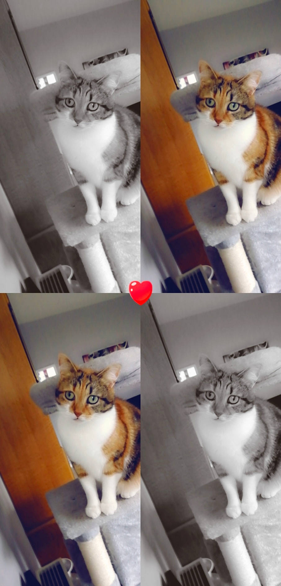 Letty a rejoint le concours — aidez-le/la à gagner de superbes lots ! aegean_cat, american_wirehair, carnivore, cat, domestic_short_haired_cat, european_shorthair, felidae, fur, kitten, norwegian_forest_cat, photography, small_to_medium_sized_cats, whiskers