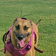 Nala joined the competition — help win amazing prizes! active, animal, brown_fur, canine, daylight, dog, ears, field, grass, happy, harness, mammal, nature, outdoor, pet, pink_harness, playful, running, tail, tongue_out
