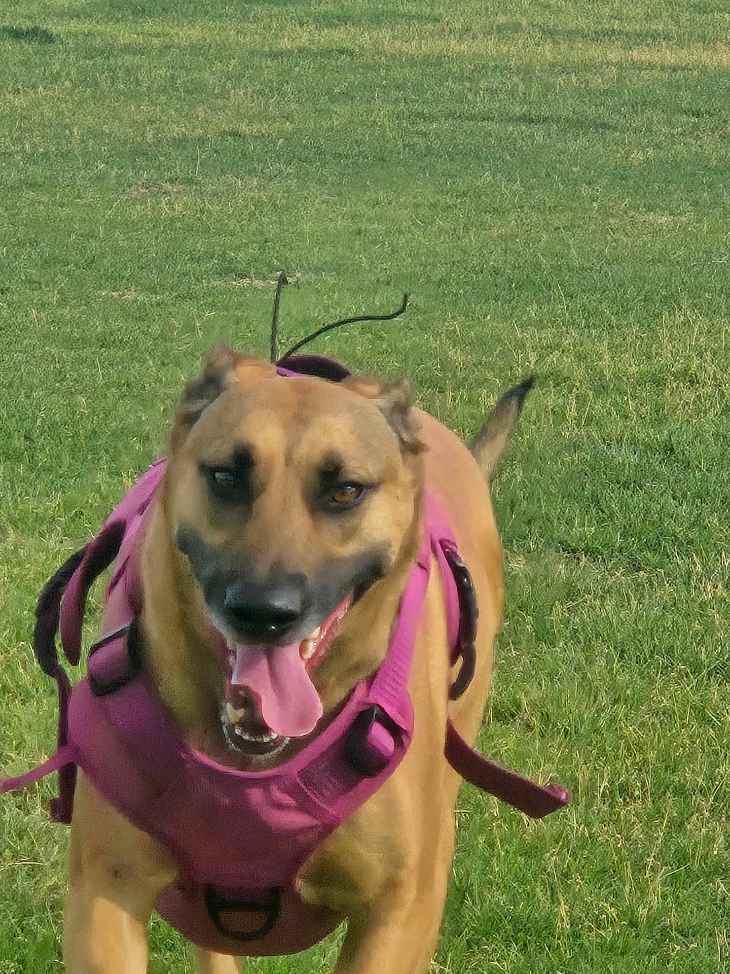 Nala