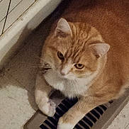 Honey-Mae joined the competition — help win amazing prizes! cat, orange_cat, white_paws, floor_vent, indoor, pet, animal, resting, feline, curious, domestic_cat, close_up, whiskers, ears, fur, paws, floor, ventilation, home, quiet