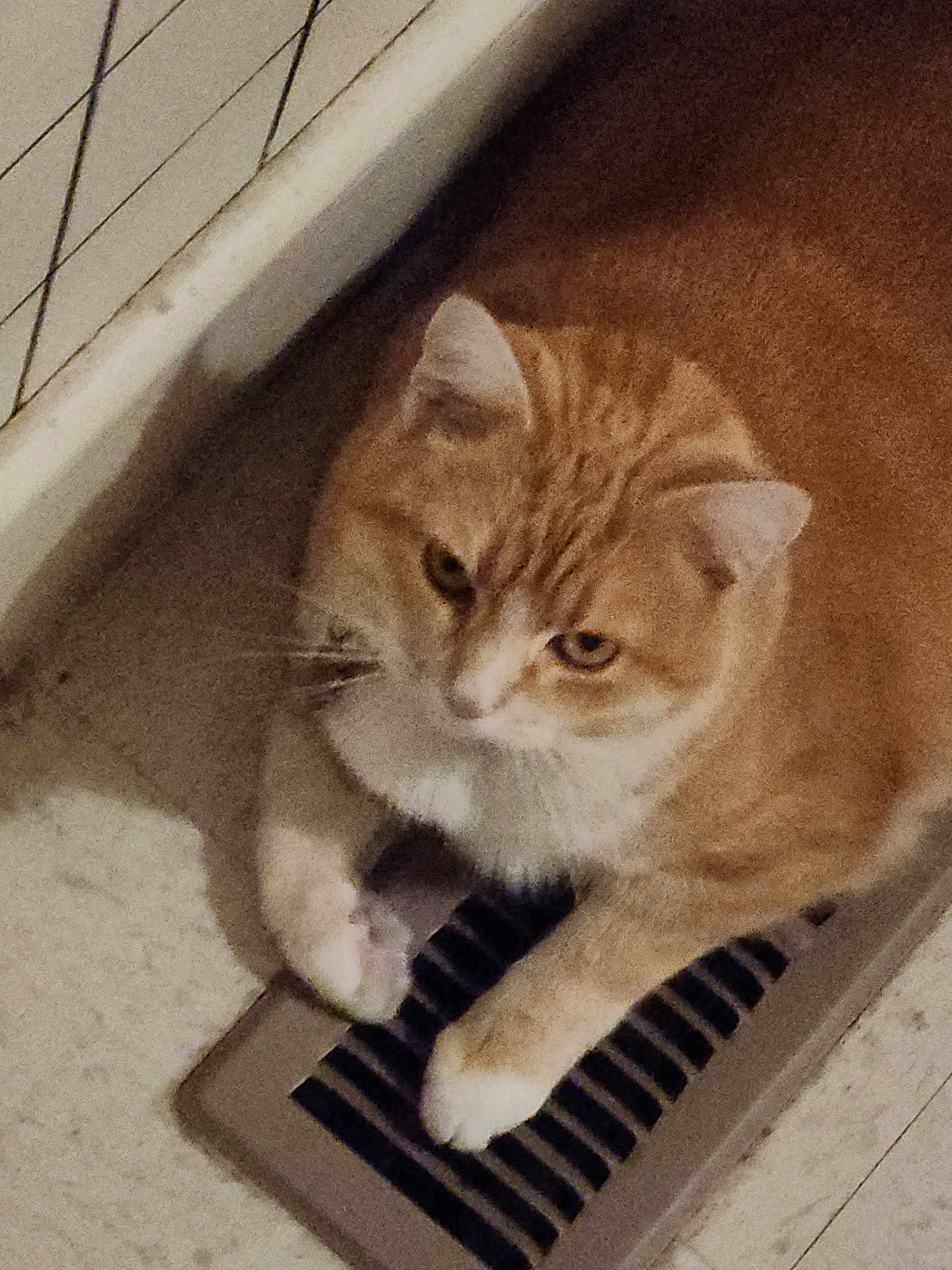 Honey-Mae joined the competition — help win amazing prizes! cat, orange_cat, white_paws, floor_vent, indoor, pet, animal, resting, feline, curious, domestic_cat, close_up, whiskers, ears, fur, paws, floor, ventilation, home, quiet