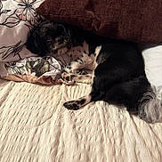 Buttercup is registered to the contest to win money with this photo: animal, bed, black_and_white, blanket, comfort, cozy, cute, dog, domestic, floral_pattern, fur, home, indoor, nap, pet, pillow, relaxing, resting, sleeping, soft_texture