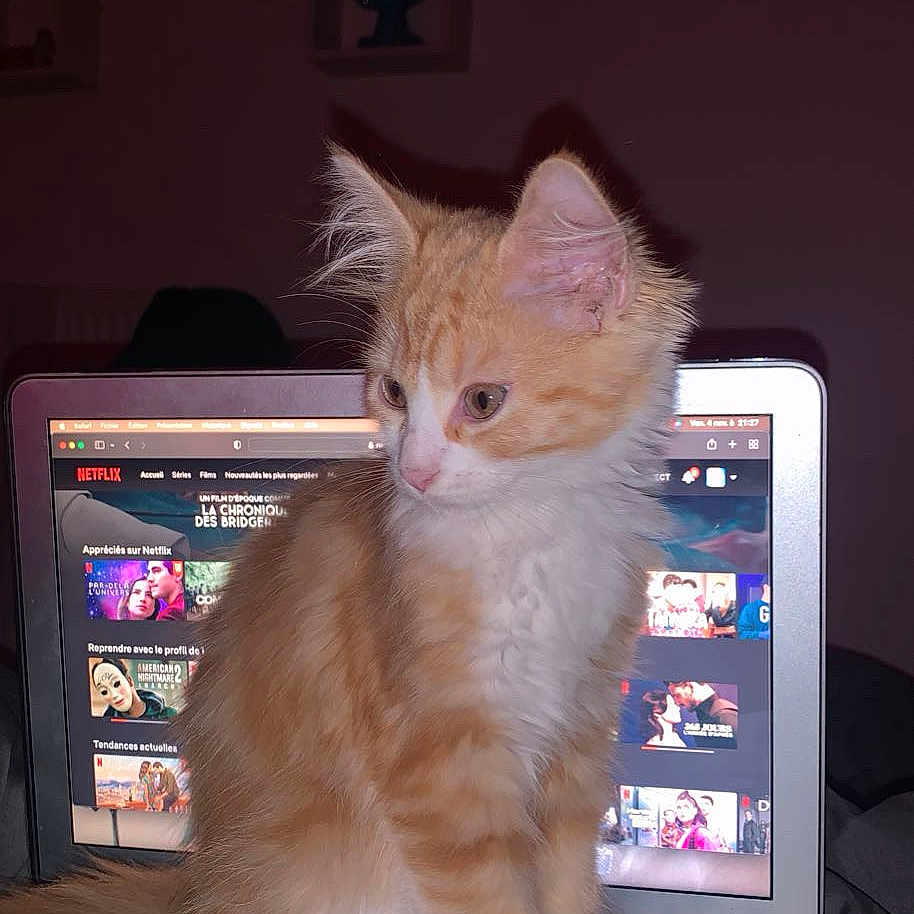 Nala participe au concours pour gagner de l'argent avec cette photo : animal, cat, computer, computerhardware, computerkeyboard, desk, electronics, face, furniture, hardware, head, kitten, laptop, monitor, pc, person, pet, screen, table, tv