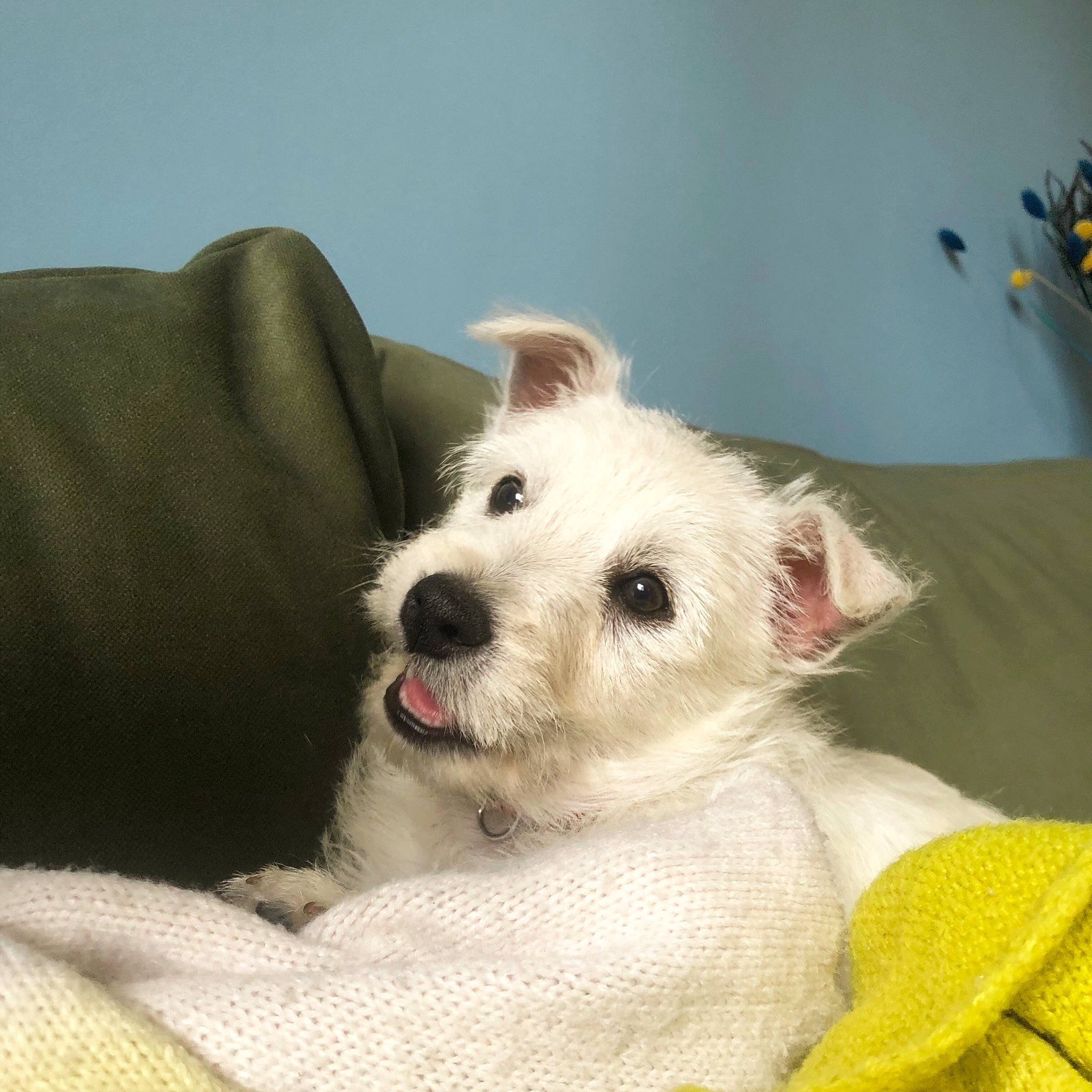 Bernie participe au concours pour gagner de l'argent avec cette photo : carnivore, collar, comfort, companion_dog, couch, dog, dog_breed, fur, giant_dog_breed, linens, non_sporting_group, paw, sleeper_chair, small_terrier, snout, terrier, toy_dog, whiskers, wire_hair_fox_terrier, working_animal