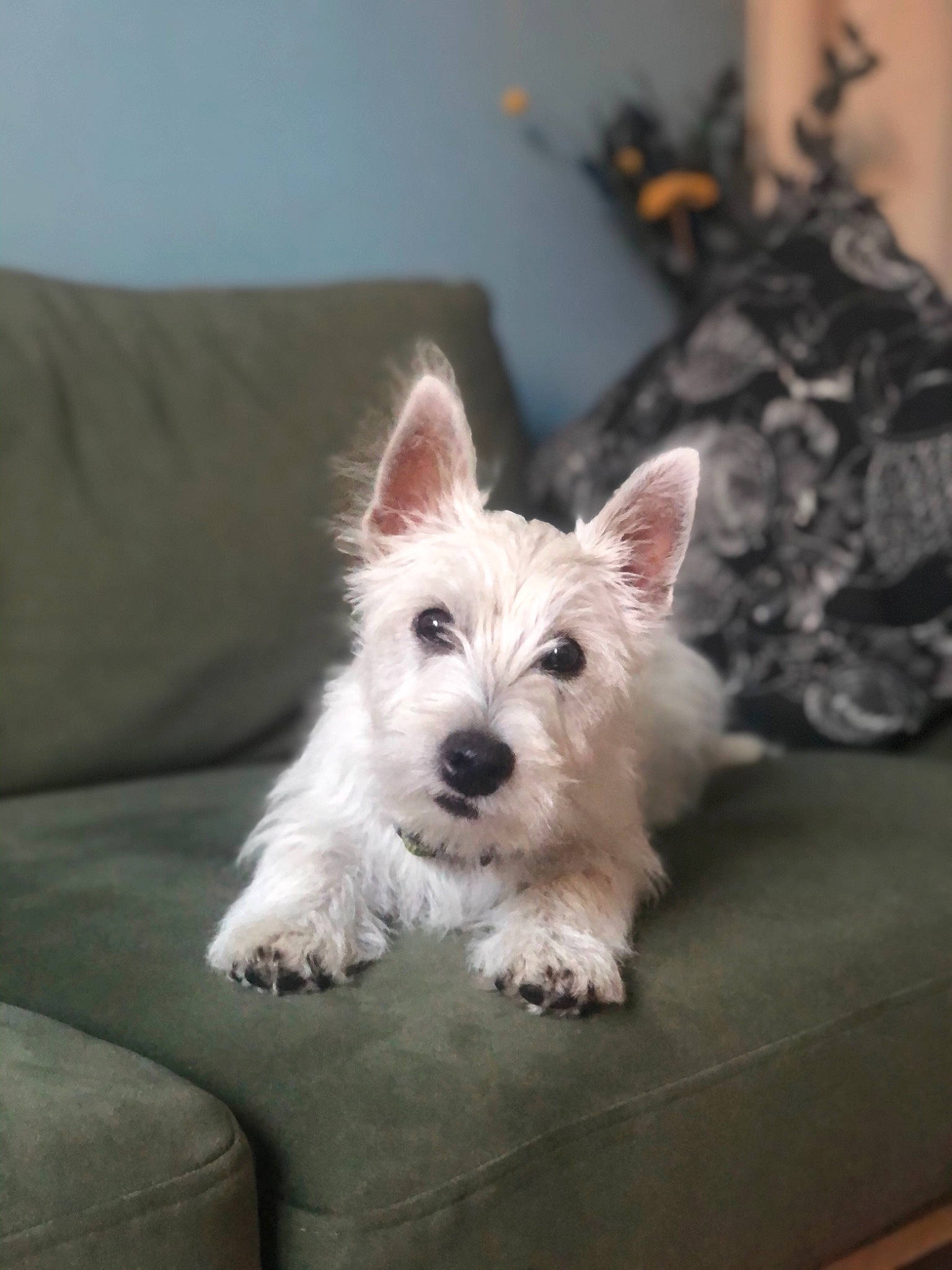 Bernie a rejoint le concours — aidez-le/la à gagner de superbes lots ! canidae, carnivore, comfort, companion_dog, couch, dog, dog_breed, dog_supply, non_sporting_group, sleeper_chair, small_terrier, snout, sporting_group, terrier, toy_dog, working_animal