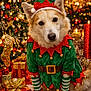 dog, christmas, holiday, elf_costume, festive, decorations, christmas_tree, presents, candles, gold, red, green, costume, pet, cute, celebration, indoors, fur, portrait, holiday_season