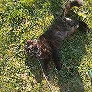 Nina a rejoint le concours — aidez-le/la à gagner de superbes lots ! black_cat, grass, outdoor, sunlight, string, pet, animal, relaxing, nature, daylight, paw, tail, fur, playful, shadow, human_foot, summer, greenery, ground, leisure