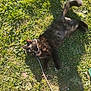 black_cat, grass, outdoor, sunlight, string, pet, animal, relaxing, nature, daylight, paw, tail, fur, playful, shadow, human_foot, summer, greenery, ground, leisure