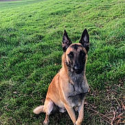 Seïko participe au concours pour gagner de l'argent avec cette photo : alert, animal, belgian_malinois, canine, daylight, dog, ears_up, field, fur, grass, greenery, landscape, muzzle, nature, outdoor, pet, portrait, rural, sitting, trees
