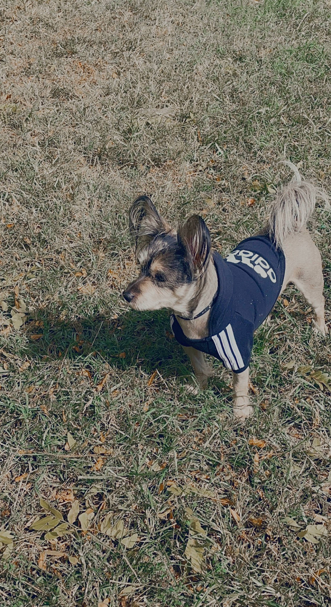 Gizmo joined the competition — help win amazing prizes! carnivore, companion_dog, dog, dog_breed, dog_clothes, dog_supply, fur, grass, leash, plant, running, snout, soil, sporting_group, tail, terrestrial_animal, toy_dog, tree, working_animal, working_dog