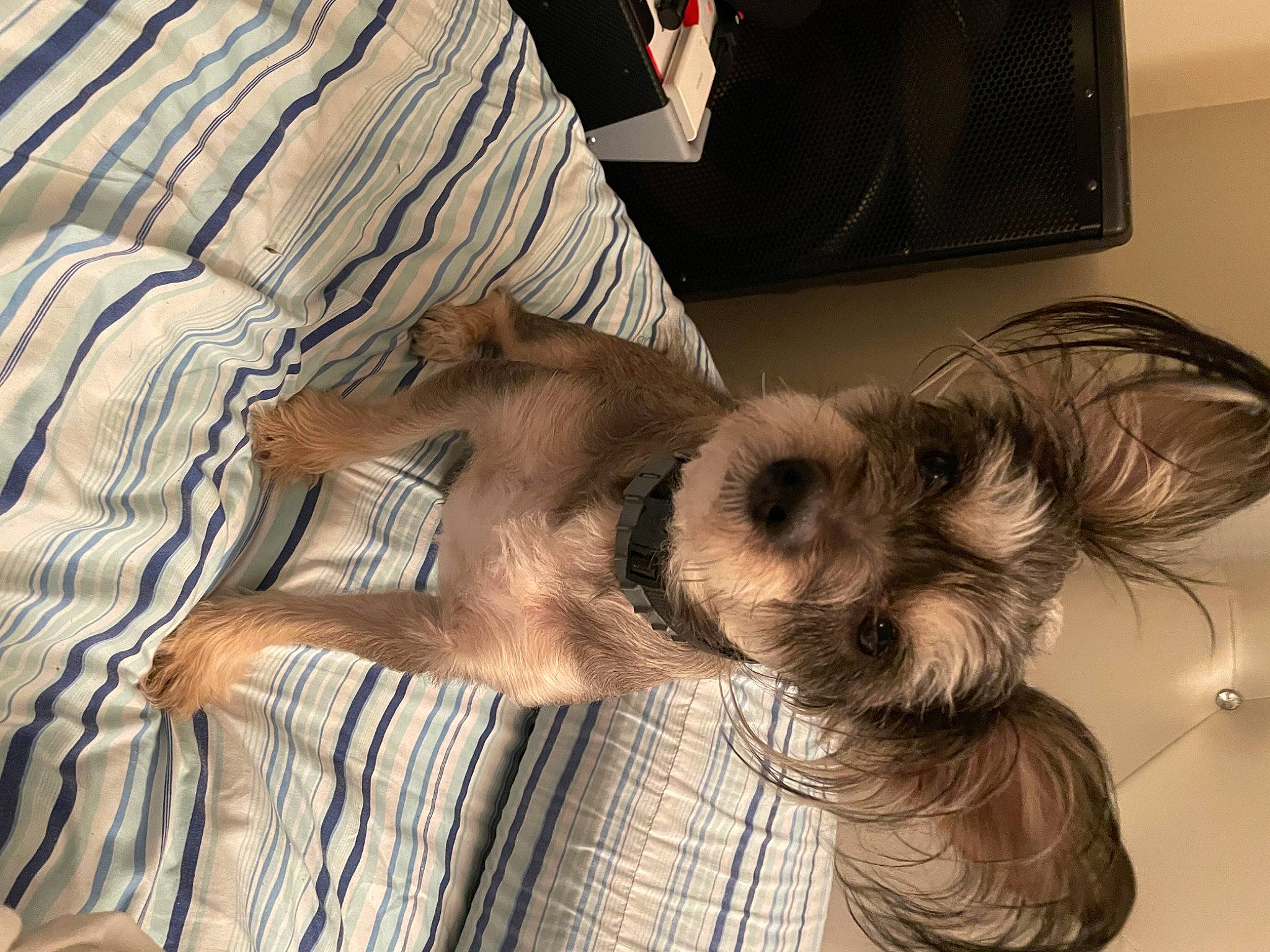 Gizmo joined the competition — help win amazing prizes! canidae, carnivore, comfort, companion_dog, dog, dog_breed, fawn, fur, home_appliance, linens, liver, paw, small_terrier, snout, sporting_group, television, terrier, toy_dog, wood, working_animal