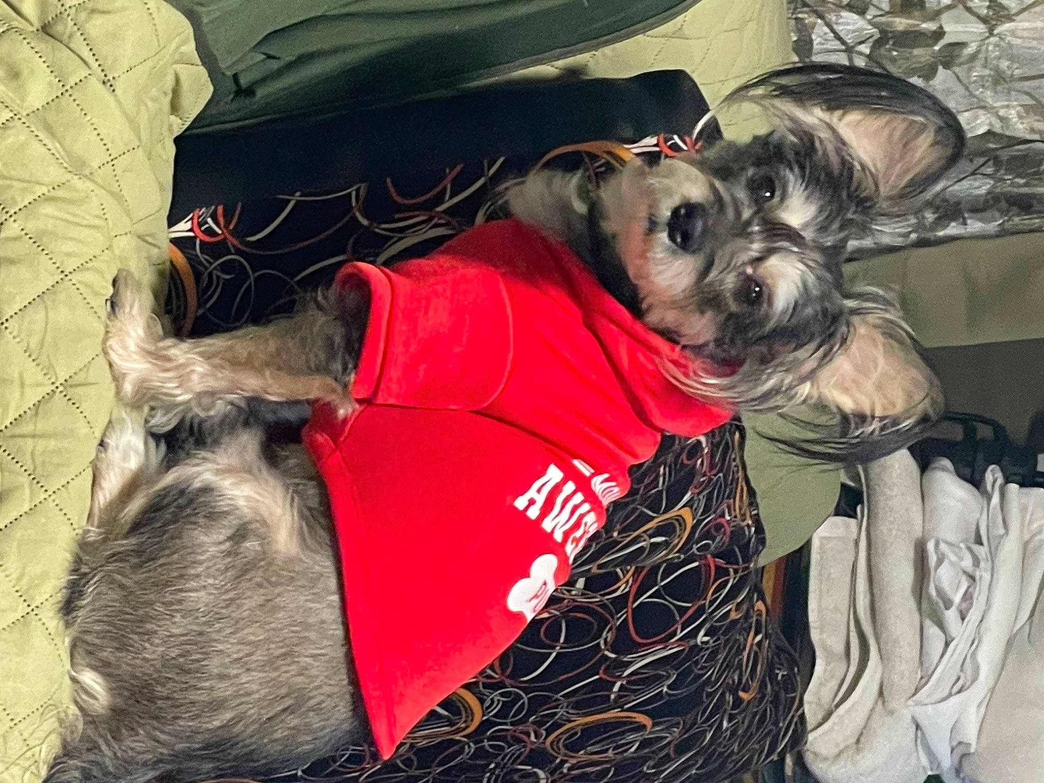 Gizmo joined the competition — help win amazing prizes! canidae, carnivore, collar, comfort, companion_dog, dog, dog_breed, dog_clothes, dog_supply, fawn, fur, pet_supply, schnauzer, small_terrier, snout, sporting_group, standard_schnauzer, terrier, toy_dog, working_animal