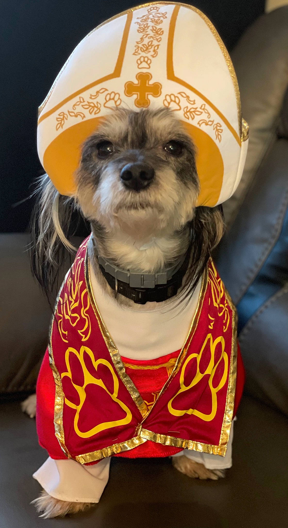 Gizmo joined the competition — help win amazing prizes! bow_tie, carnivore, collar, companion_dog, costume_hat, dog, dog_breed, dog_clothes, dog_supply, eye, eyewear, fawn, hair, helmet, pet_supply, snout, terrier, toy_dog, whiskers, working_animal