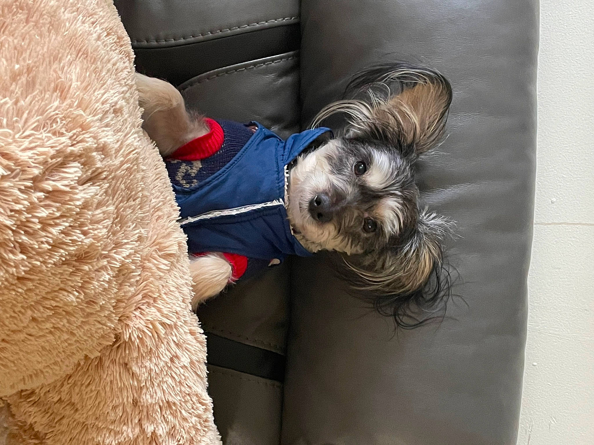 Gizmo joined the competition — help win amazing prizes! canidae, carnivore, comfort, companion_dog, dog, dog_breed, dog_clothes, dog_collar, dog_supply, fur, nap, non_sporting_group, schnauzer, small_terrier, snout, sporting_group, standard_schnauzer, terrier, toy_dog, working_animal