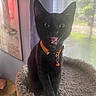 black_cat, kitten, cat_collar, orange_collar, bell, cat_tree, window, curtains, indoor, pet, animal, feline, fur, whiskers, mouth_open, playful, cute, young_cat, domestic_cat, resting_place