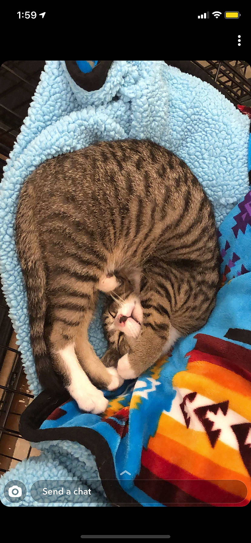 Elijah joined the competition — help win amazing prizes! blue, carnivore, cat, cat_bed, cat_supply, comfort, domestic_short_haired_cat, fawn, felidae, fur, linens, nap, pattern, small_to_medium_sized_cats, tail, terrestrial_animal, textile, toy, whiskers, wildlife